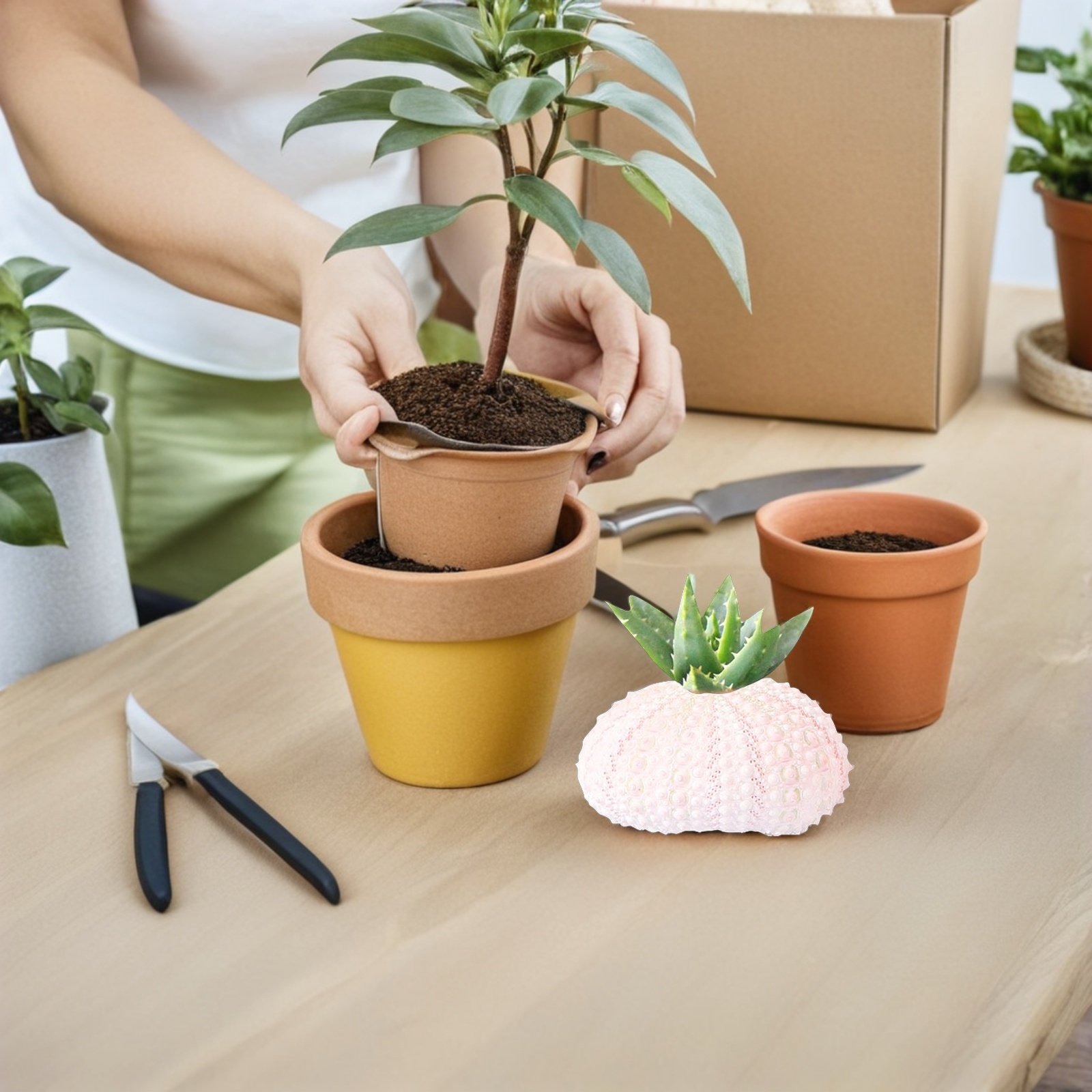 กระถางต้นไม้รูปหอยเม่น 6 ชิ้น  - Plant Pot Small Desk บทวิจารณ์และราคา
