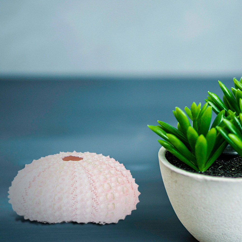 กระถางต้นไม้รูปหอยเม่น 6 ชิ้น  - Plant Pot Small Desk บทวิจารณ์และราคา